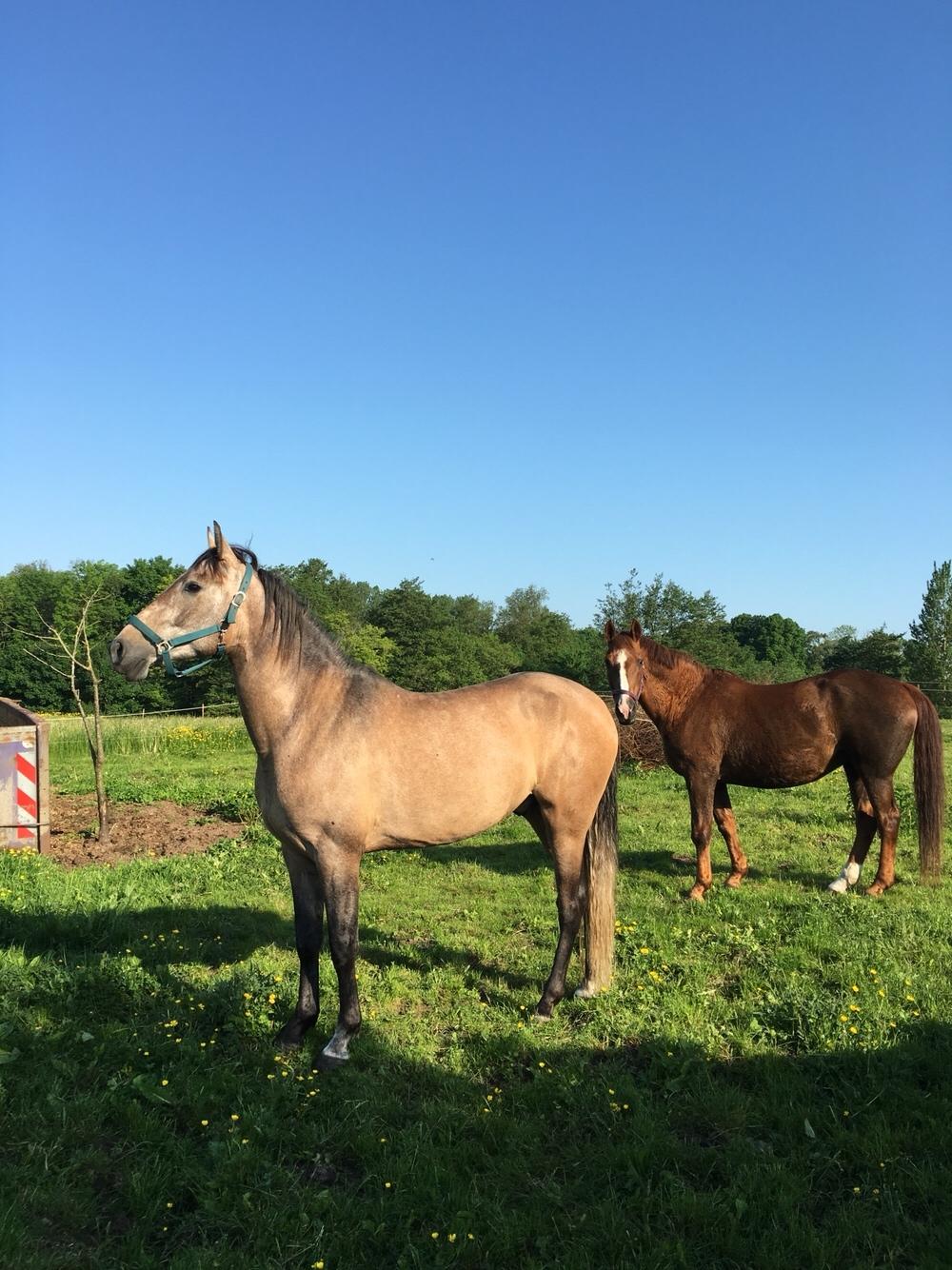 Pura Raza Española Primero  billede 17