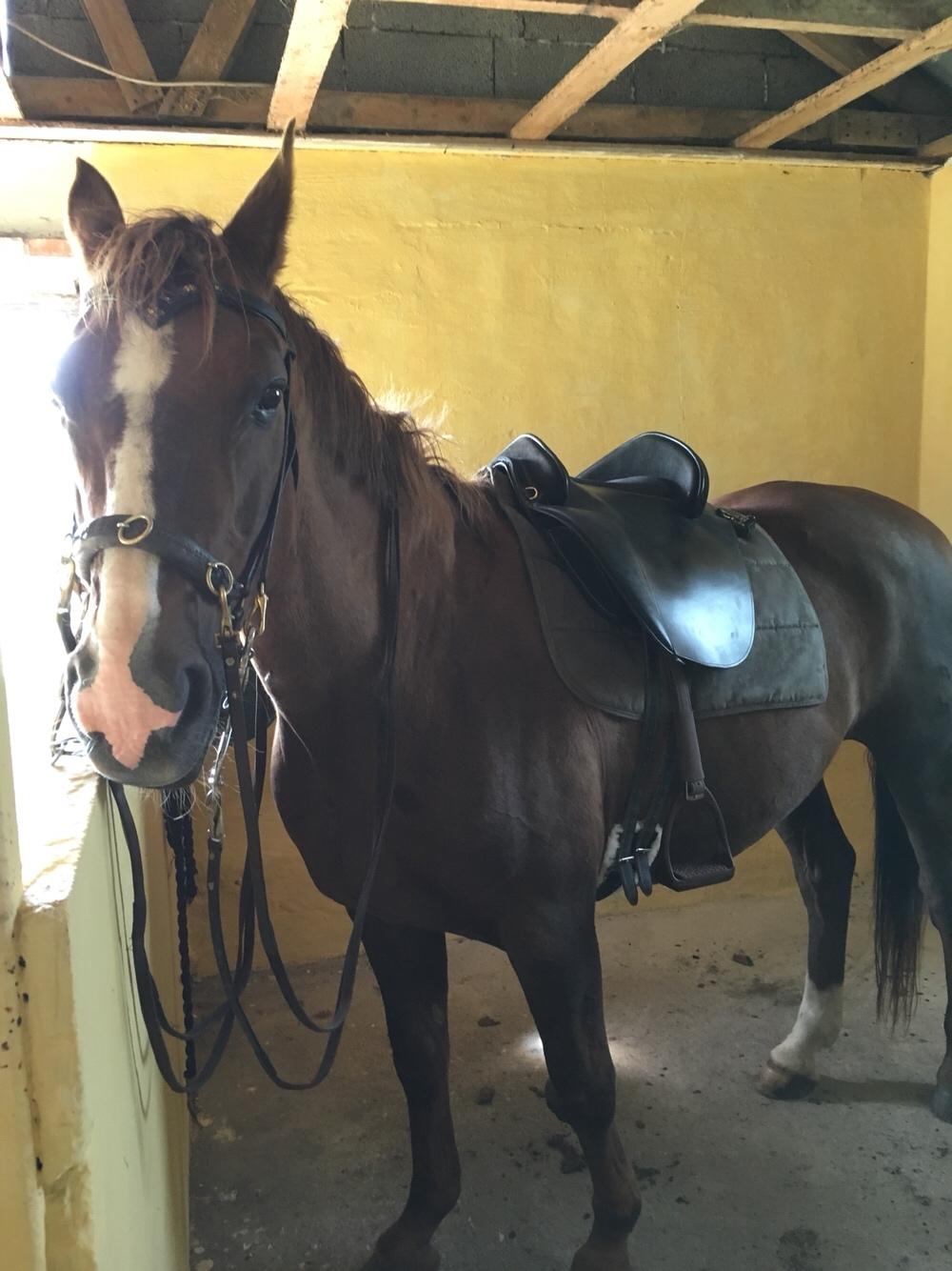 Hannoveraner Frau Split (Donna) billede 10