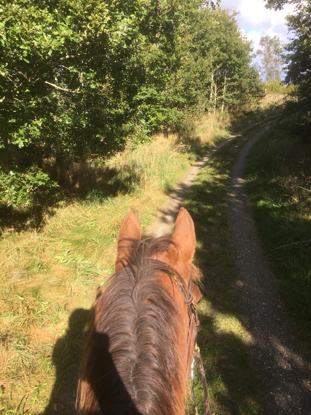 Hannoveraner Frau Split (Donna) billede 11