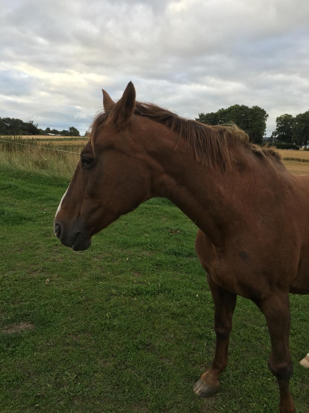 Hannoveraner Frau Split (Donna) billede 15