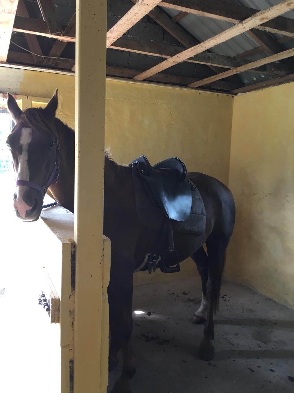 Hannoveraner Frau Split (Donna) billede 16