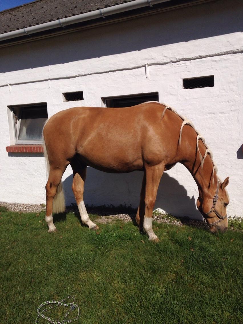 Palomino Billy the kid billede 49