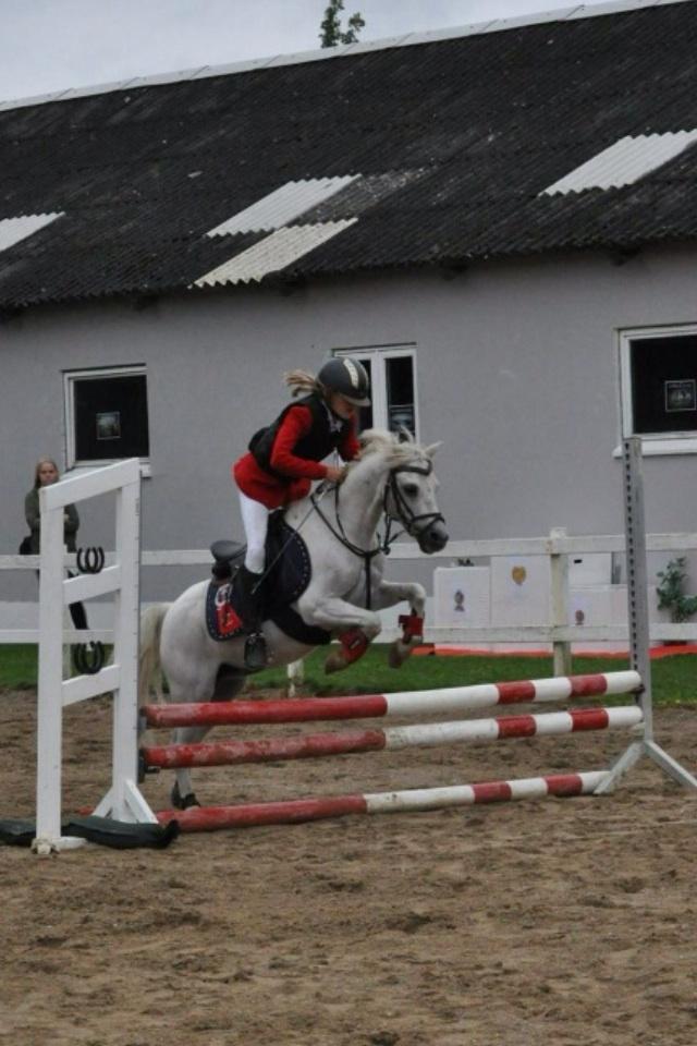 Welsh Mountain (sec A) Zafir<3 - Til stevne på nestilgård... billede 16