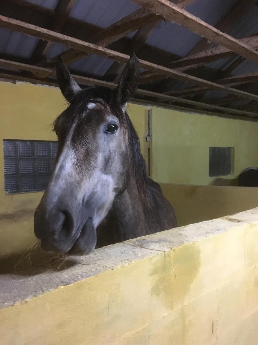 Pura Raza Española Sveta billede 1