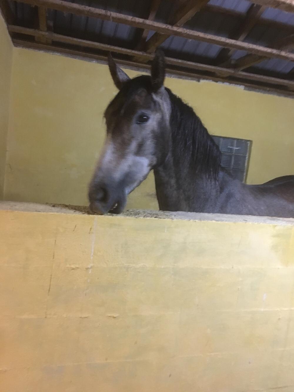 Pura Raza Española Sveta billede 3