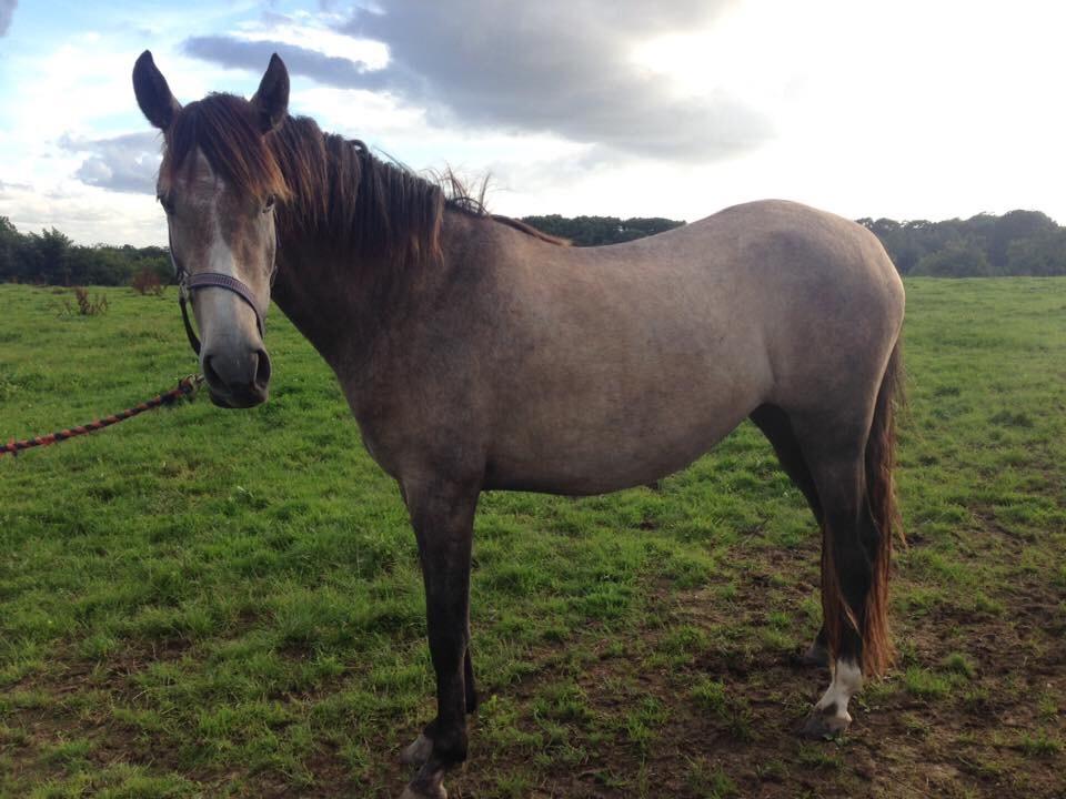 Pura Raza Española Sveta billede 5