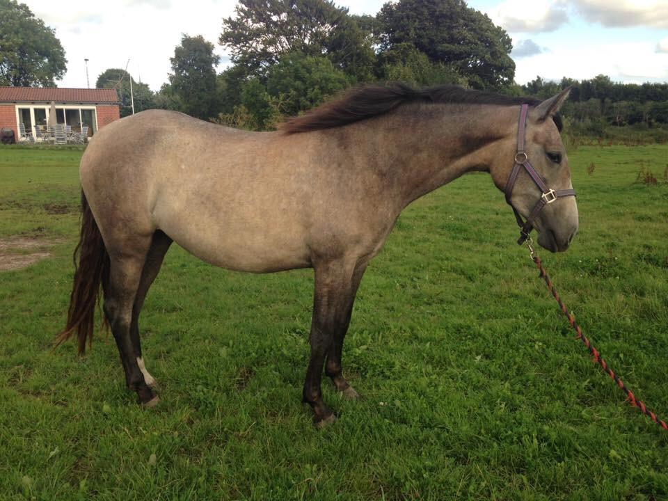 Pura Raza Española Sveta billede 6