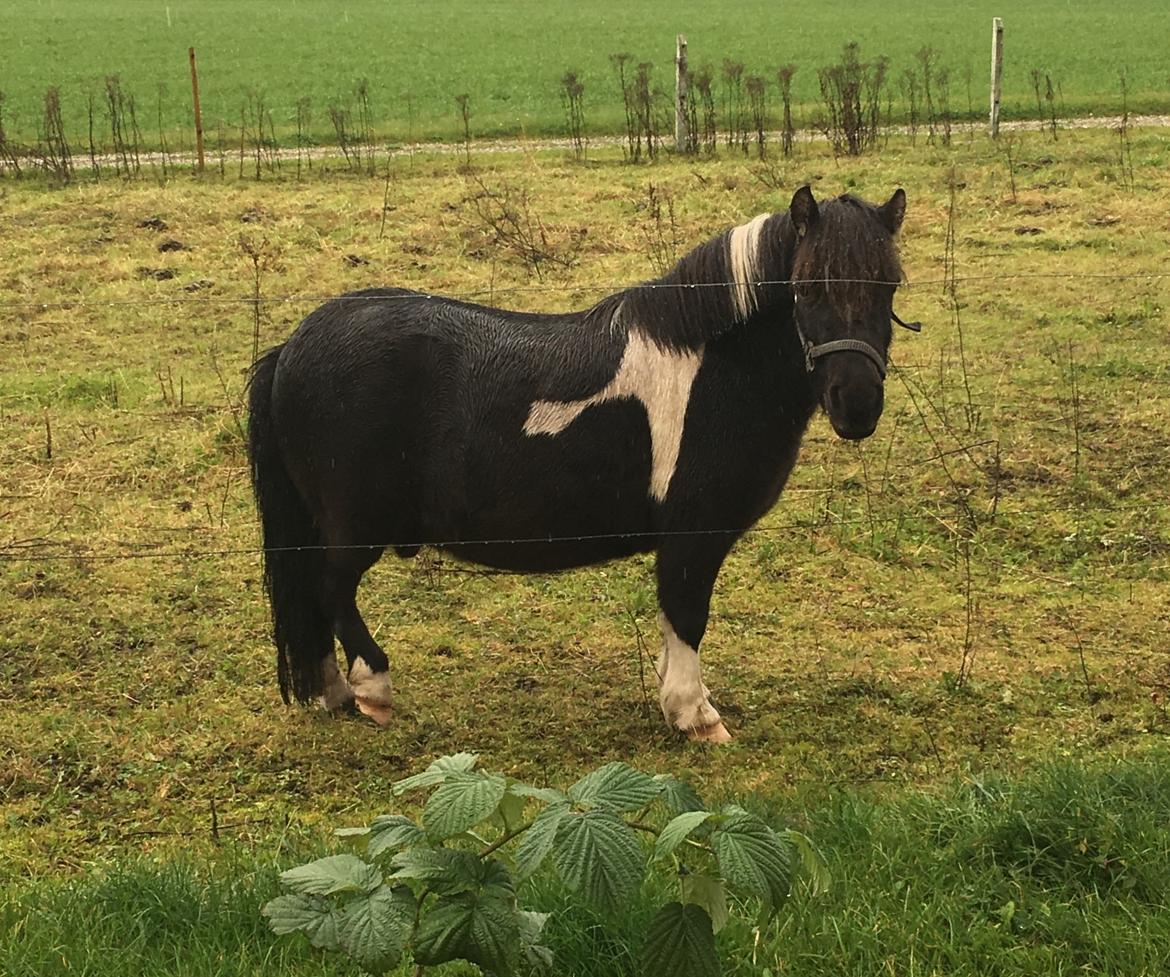 Shetlænder Holger fra Hjortholm billede 4