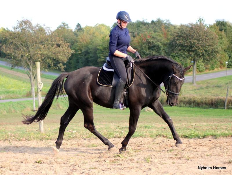 Oldenborg Sjamajka Nyholm billede 4