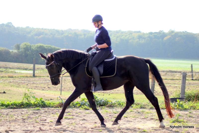 Oldenborg Sjamajka Nyholm billede 7