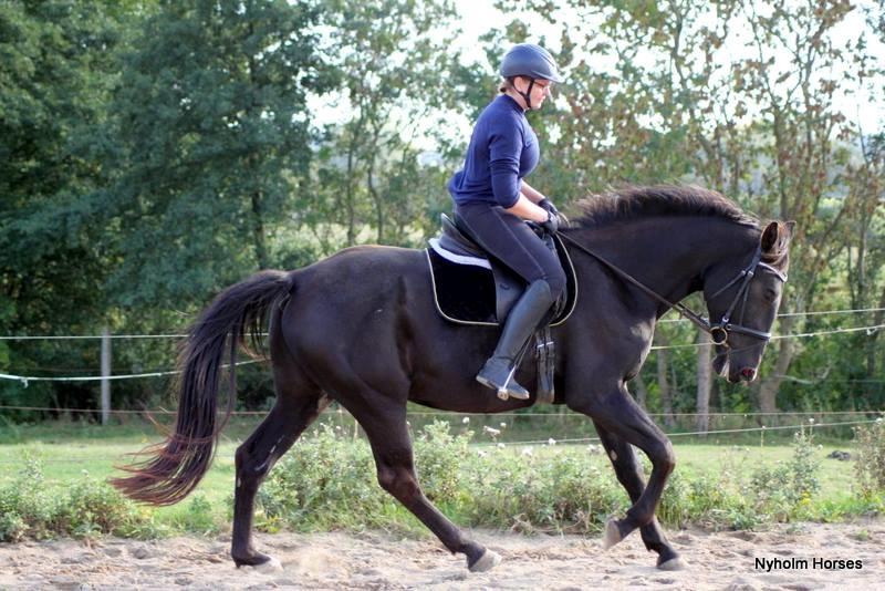 Oldenborg Sjamajka Nyholm billede 14