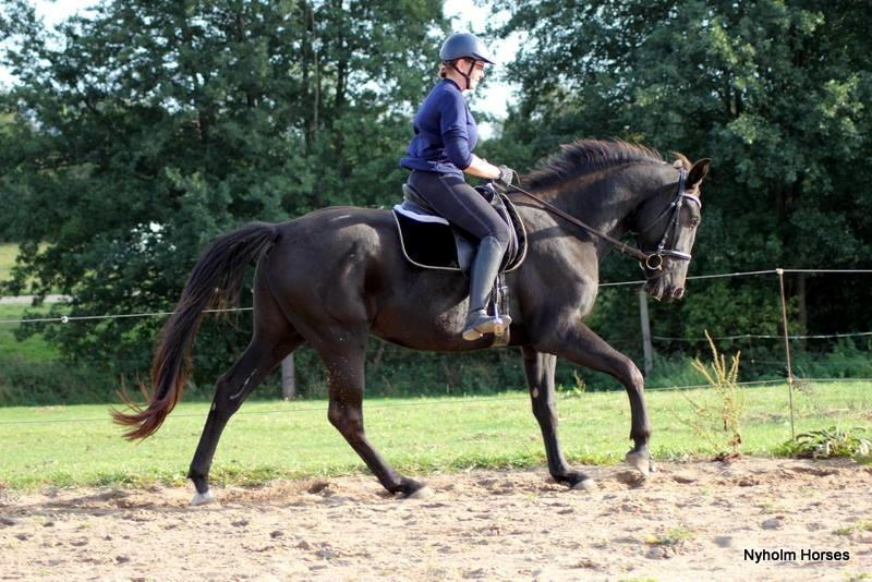 Oldenborg Sjamajka Nyholm billede 3