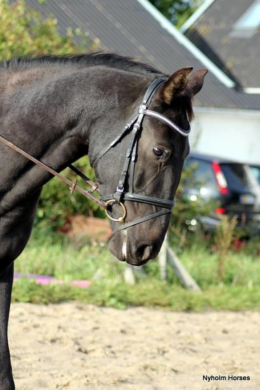 Oldenborg Sjamajka Nyholm billede 2