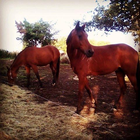 Traver Jovial Millpond - Jovial og Fregatten <3 billede 4