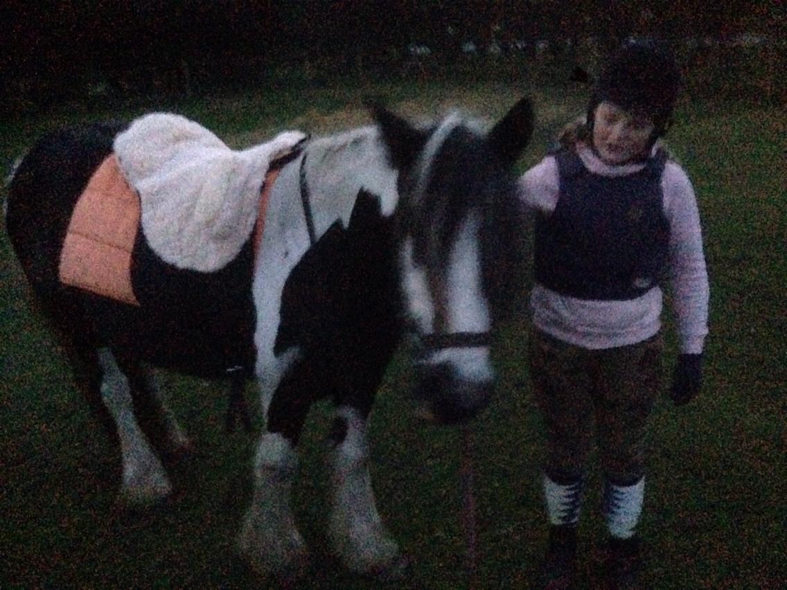 Irish Cob Daisy (solgt) billede 15