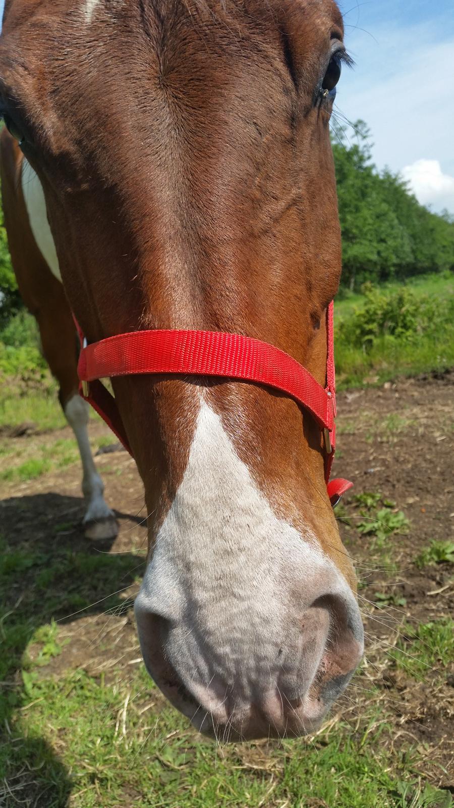 Pinto Jello af korup billede 2