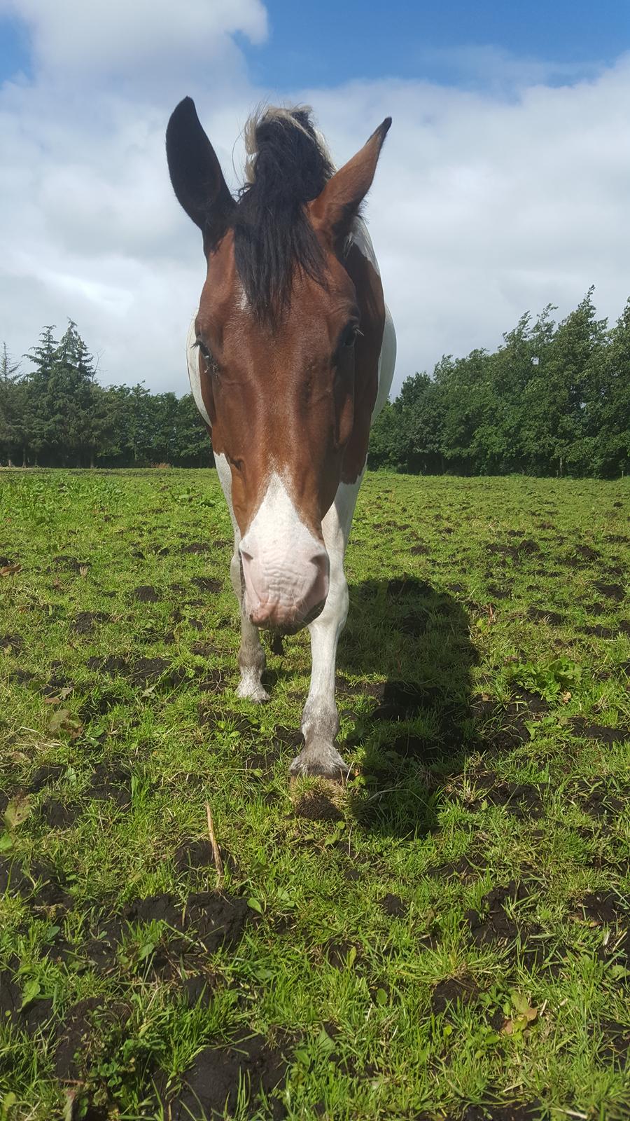 Pinto Jello af korup billede 3