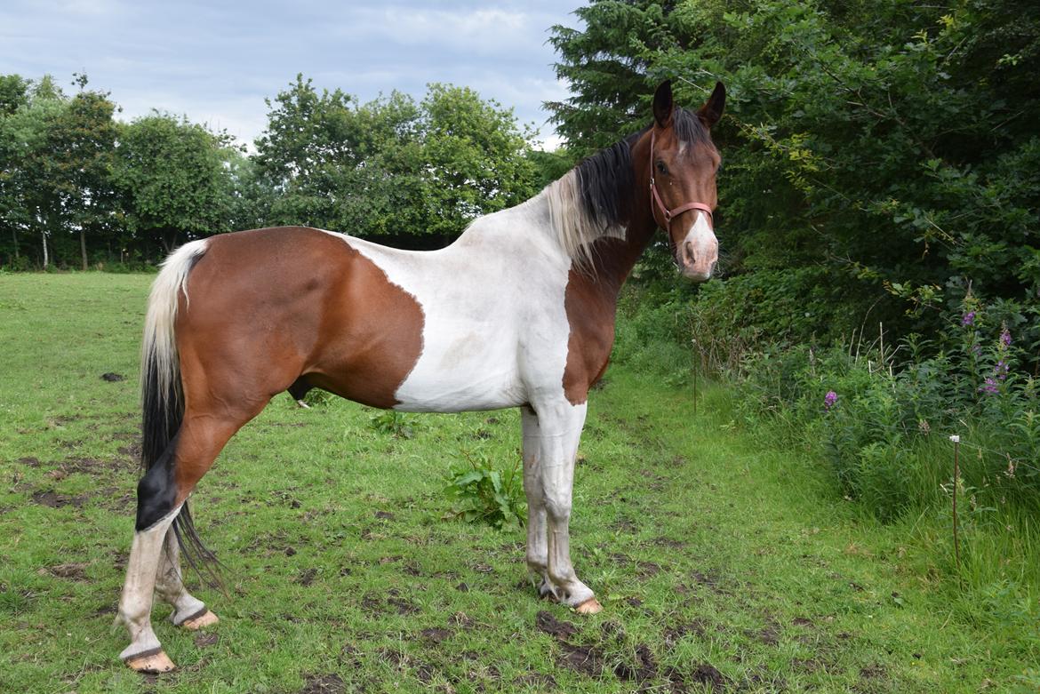 Pinto Jello af korup billede 4