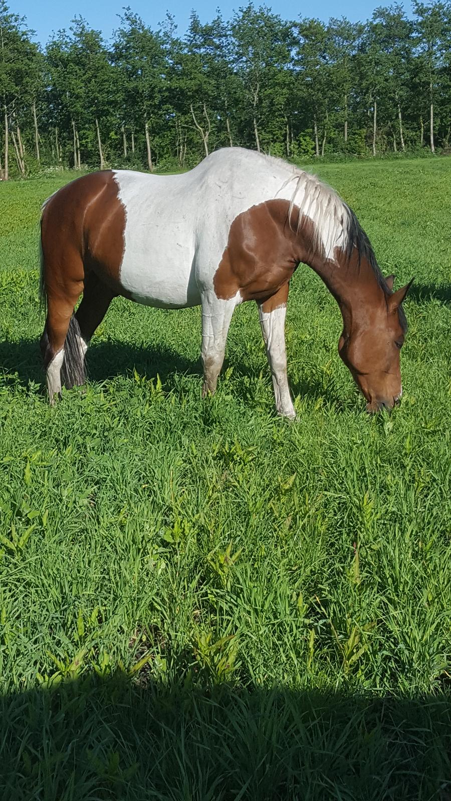 Pinto Jello af korup billede 5