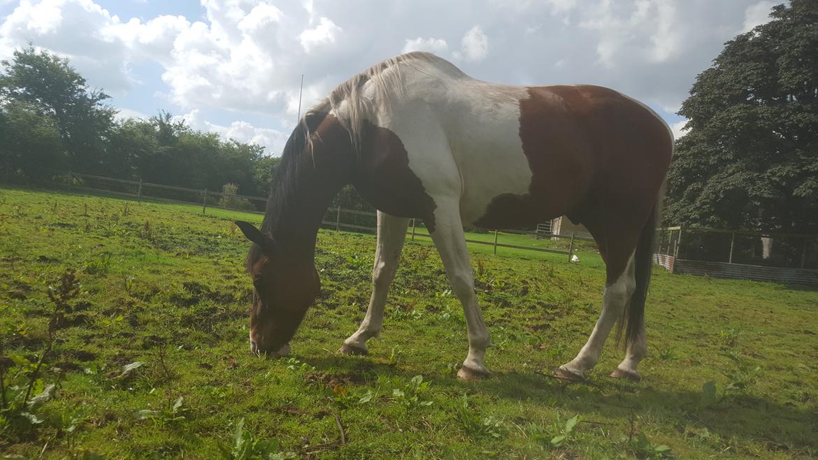 Pinto Jello af korup billede 6