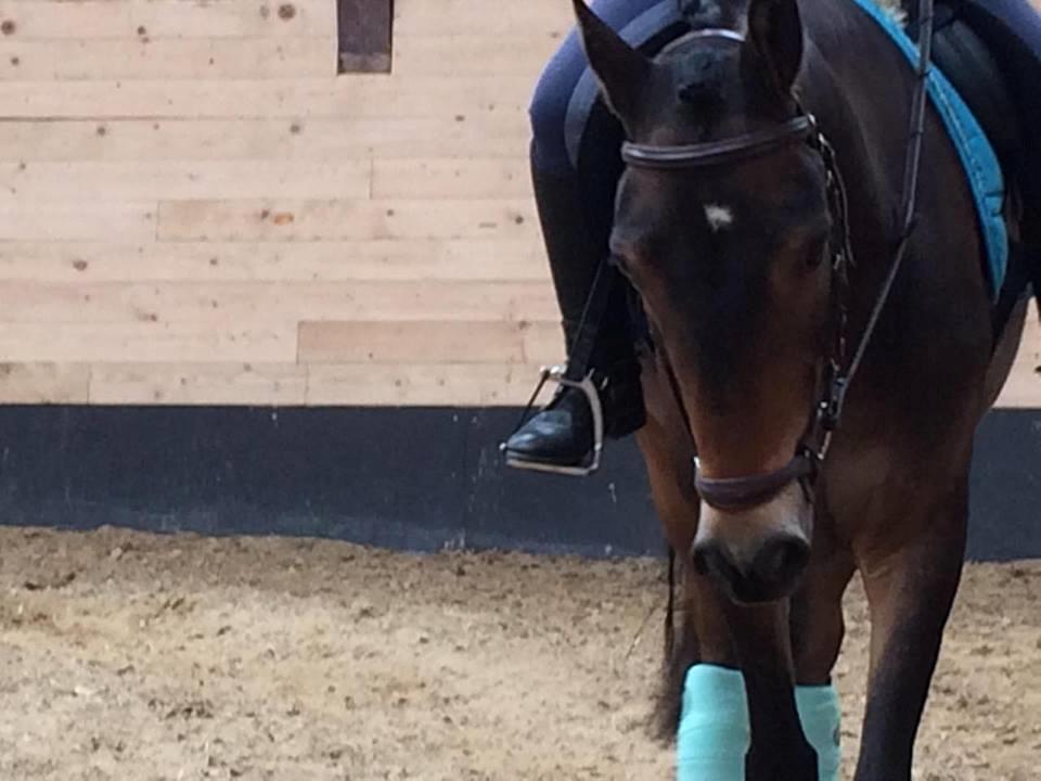 Anden særlig race Emil - dressur <3 <3  billede 3