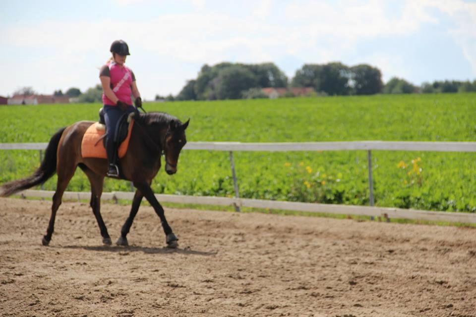 Anden særlig race Emil - vi holder os bare til dressur. <3 <3 billede 11