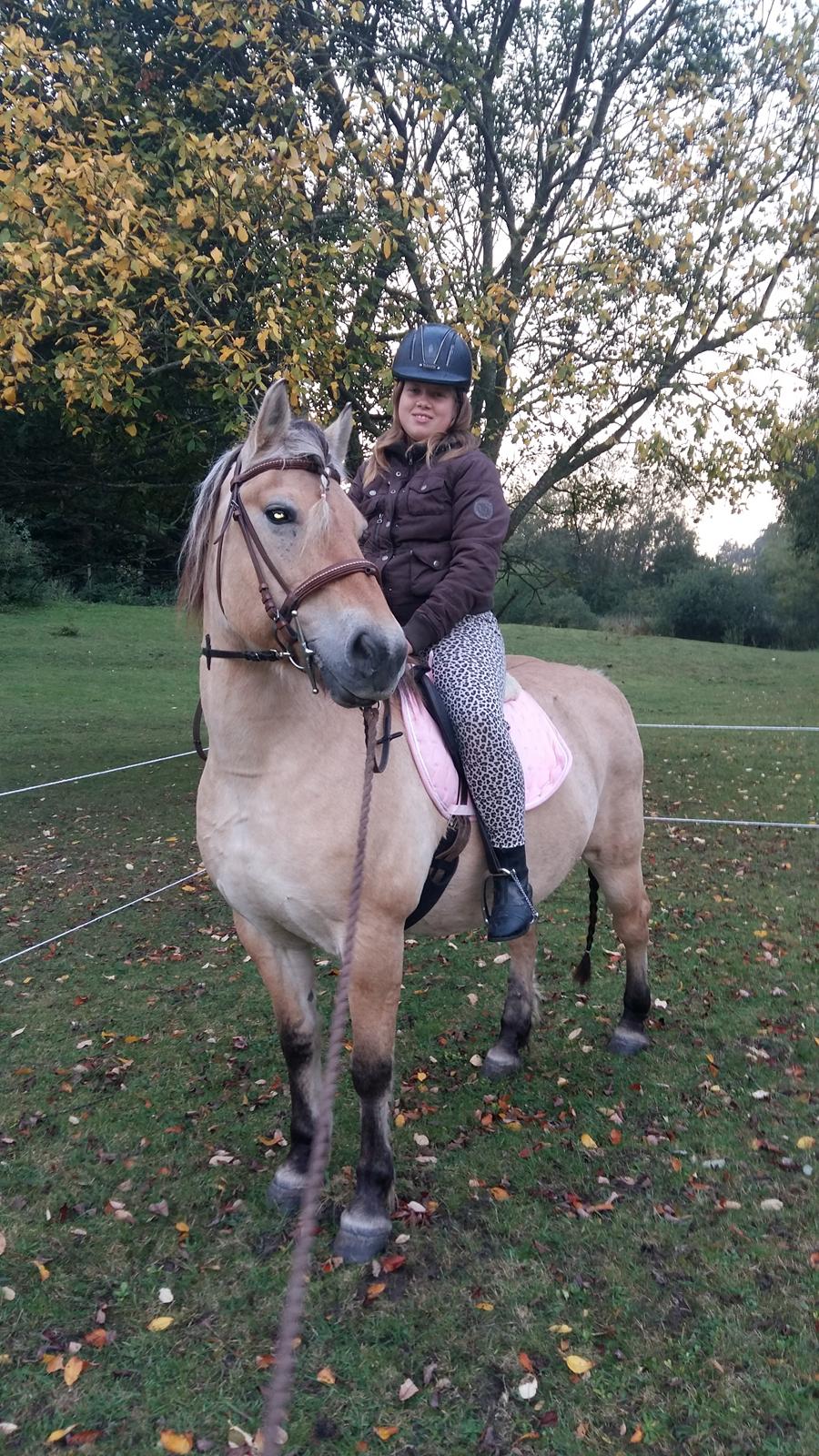 Fjordhest Tøsen  billede 1