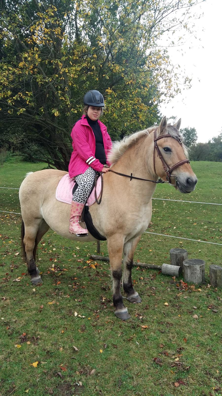 Fjordhest Tøsen  billede 2