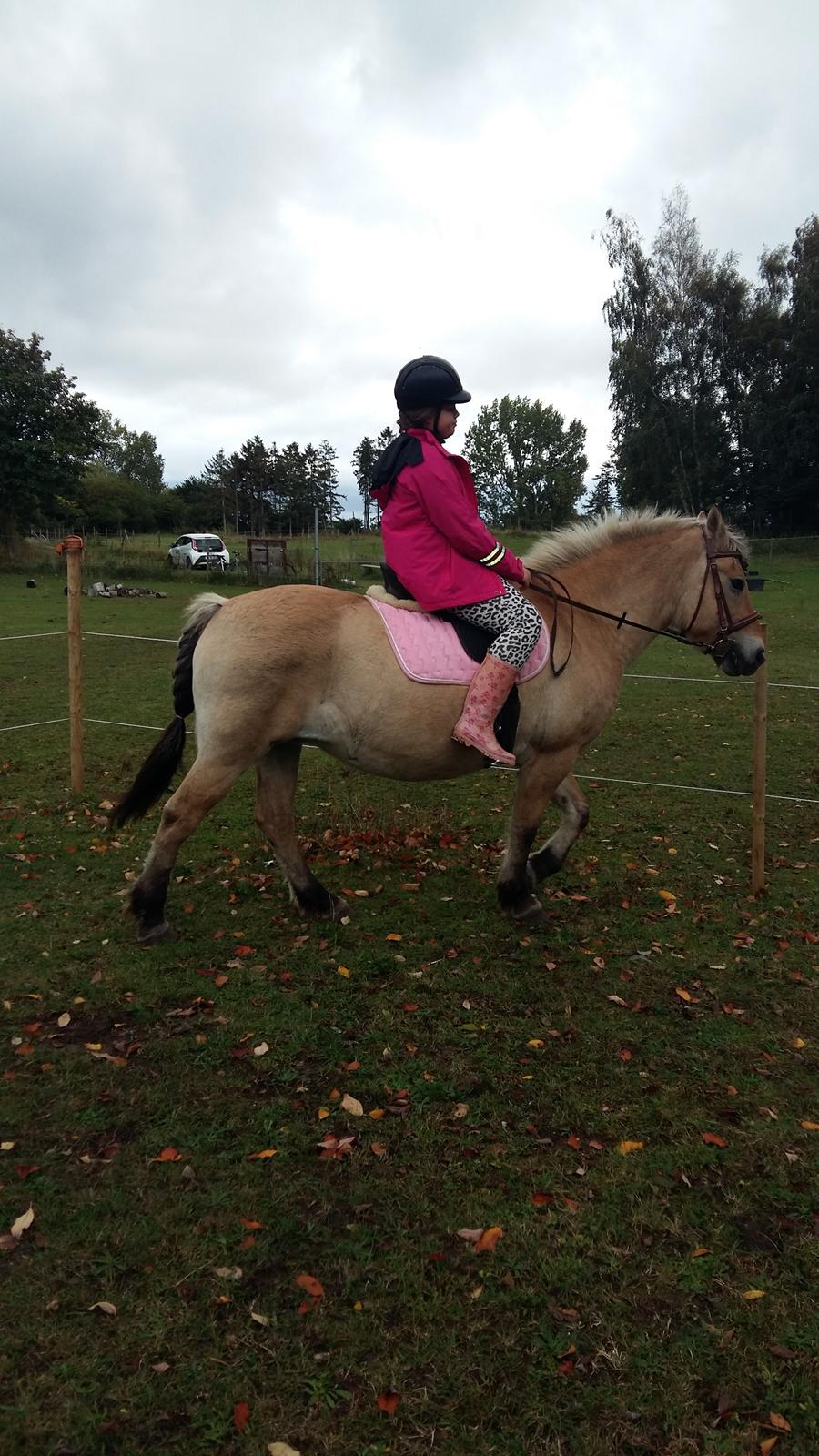 Fjordhest Tøsen  billede 3