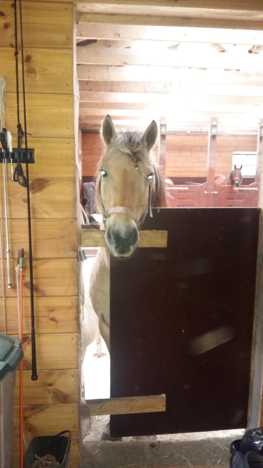 Fjordhest Tøsen  billede 4