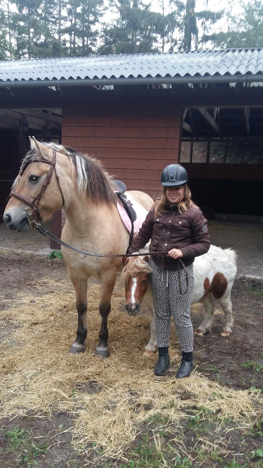 Fjordhest Tøsen  billede 6