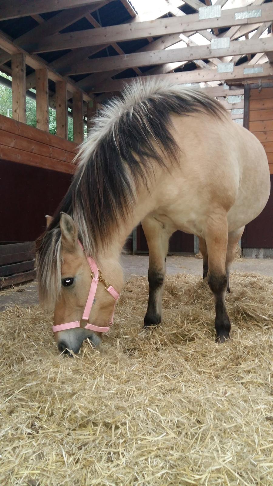 Fjordhest Tøsen  billede 7