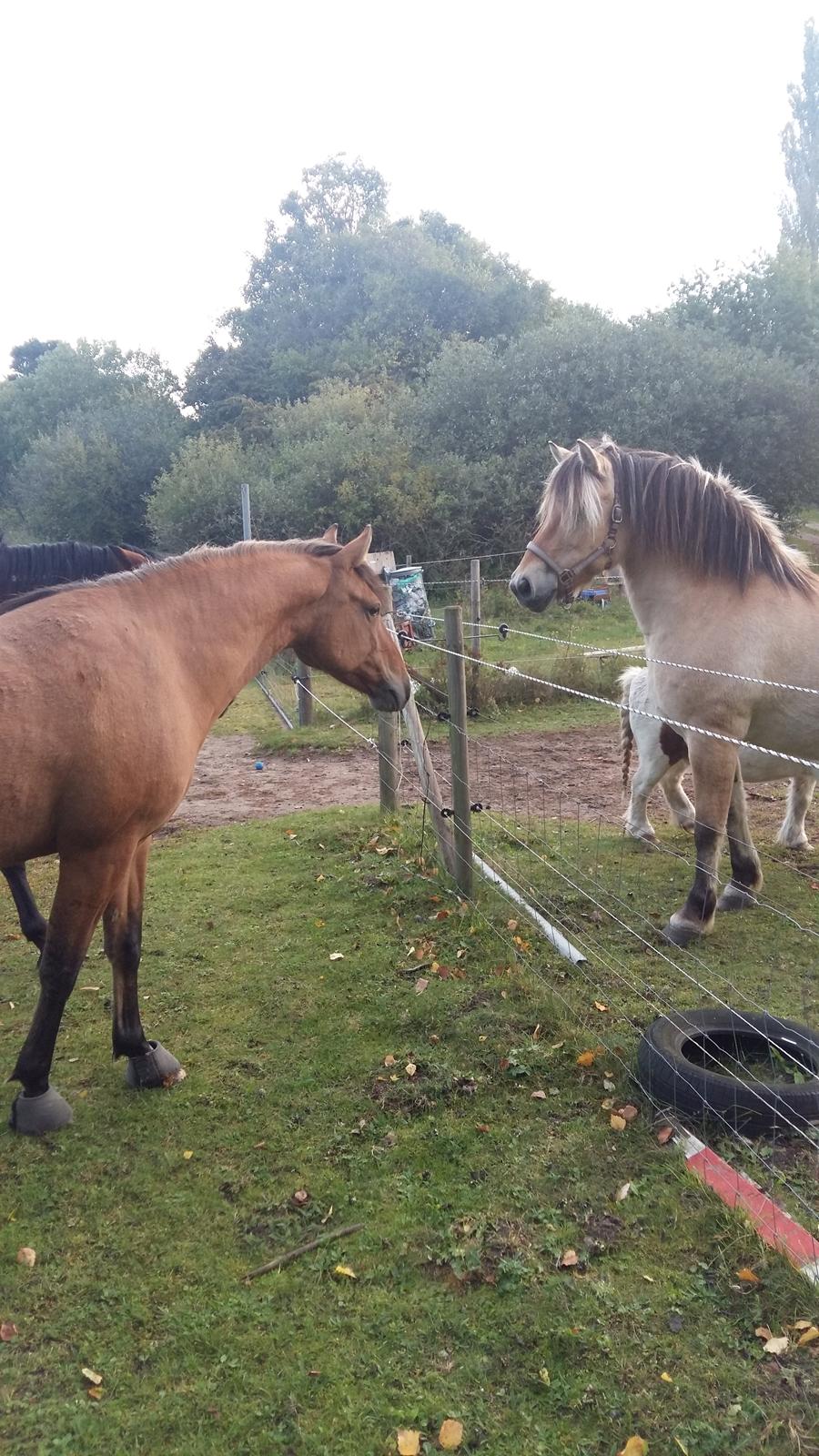 Fjordhest Tøsen  billede 8