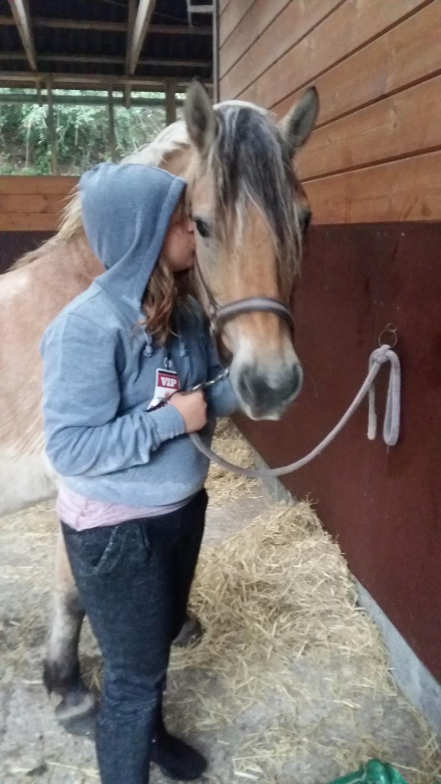 Fjordhest Tøsen  billede 9