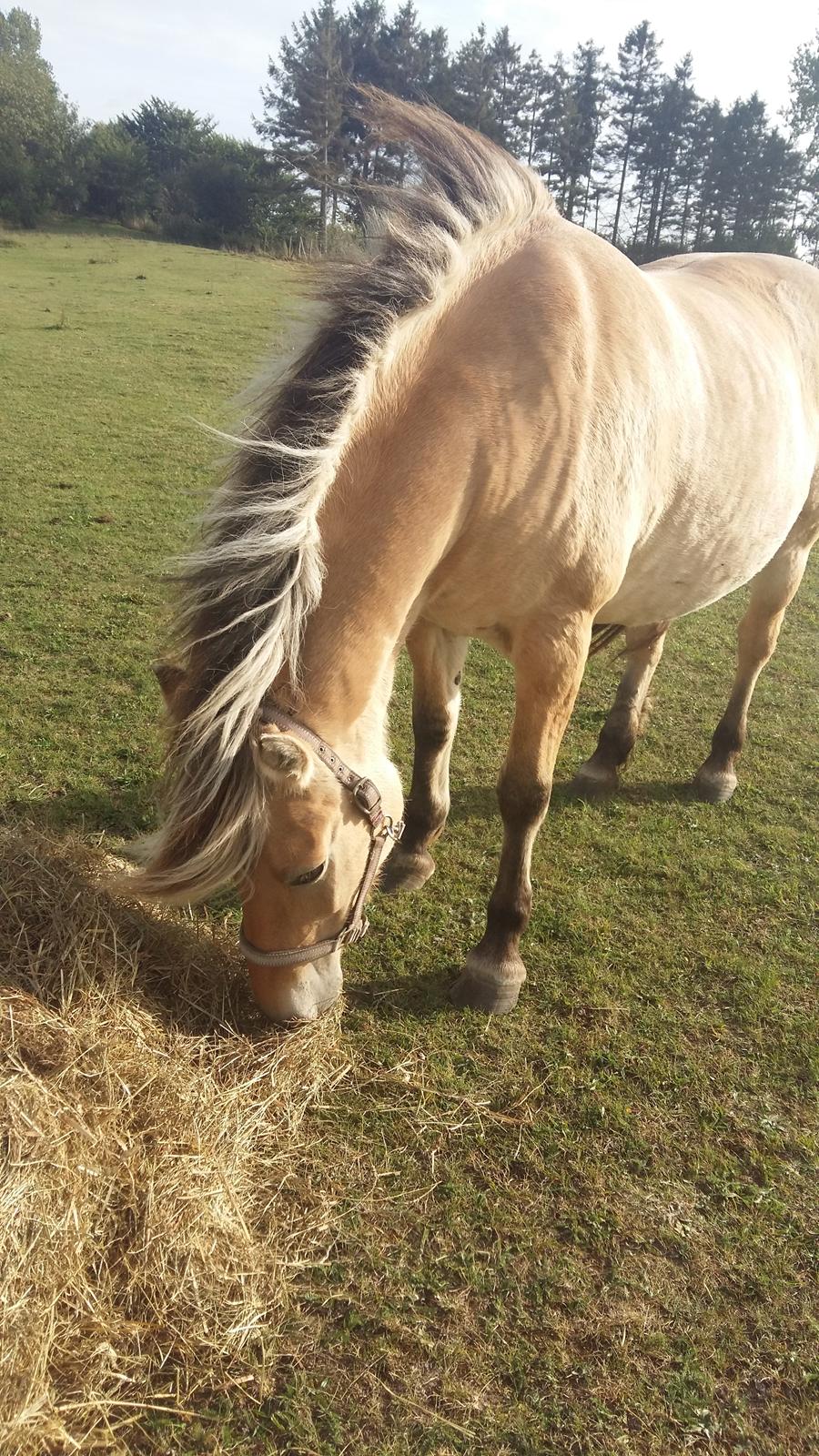 Fjordhest Tøsen  billede 11