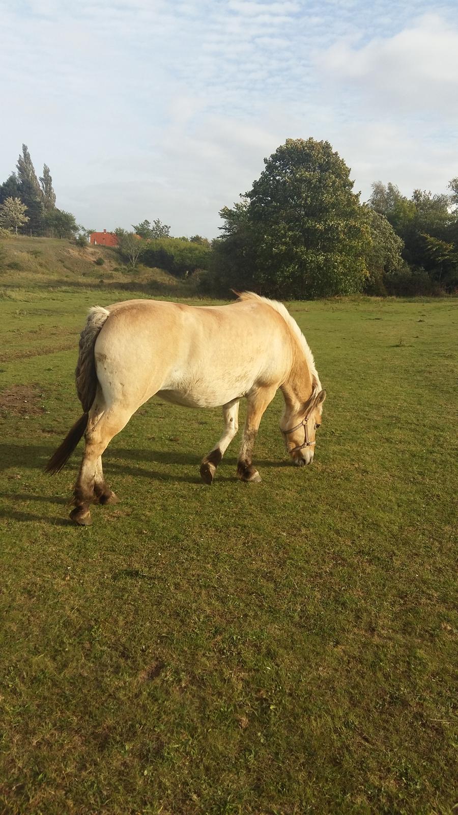 Fjordhest Tøsen  billede 12