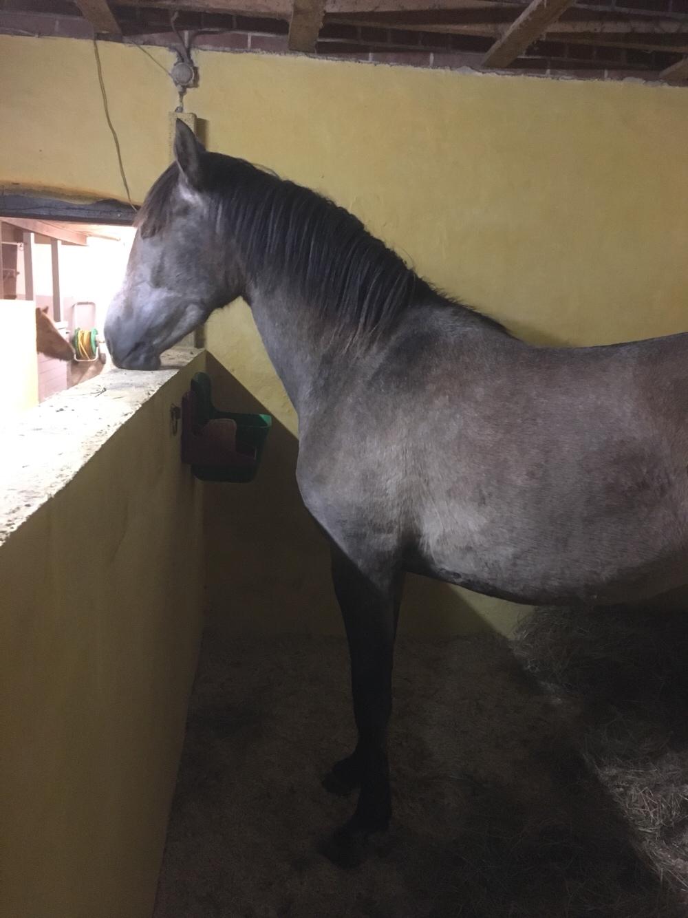 Pura Raza Española Sveta billede 8