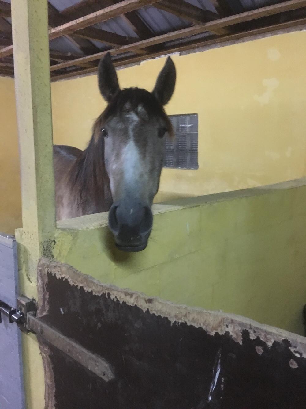 Pura Raza Española Sveta billede 7