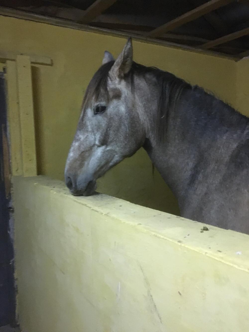 Pura Raza Española Primero  billede 20