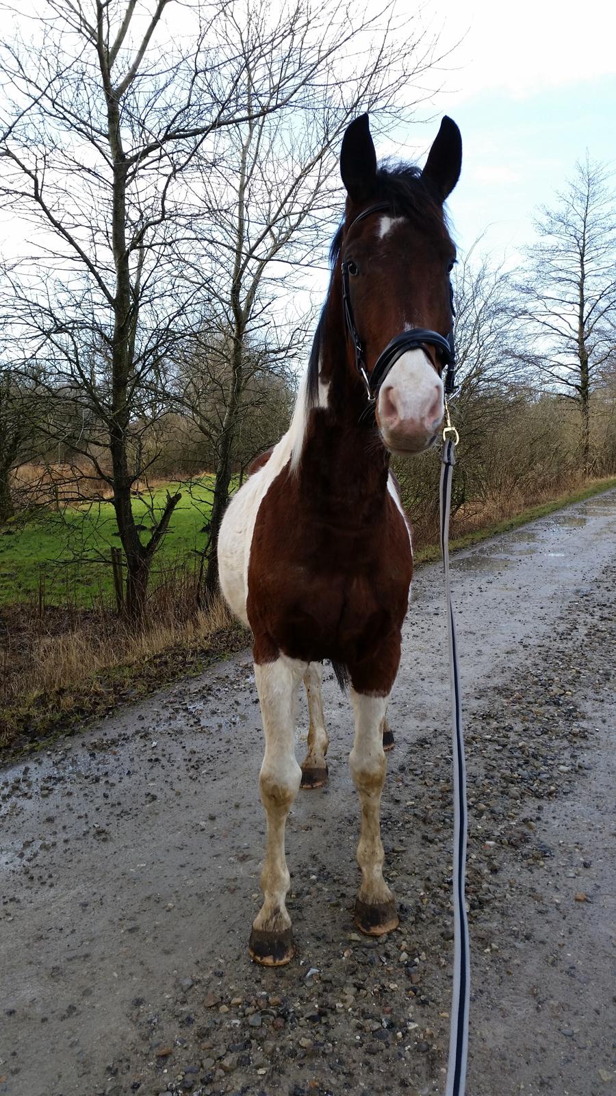 Pinto Jello af korup billede 1