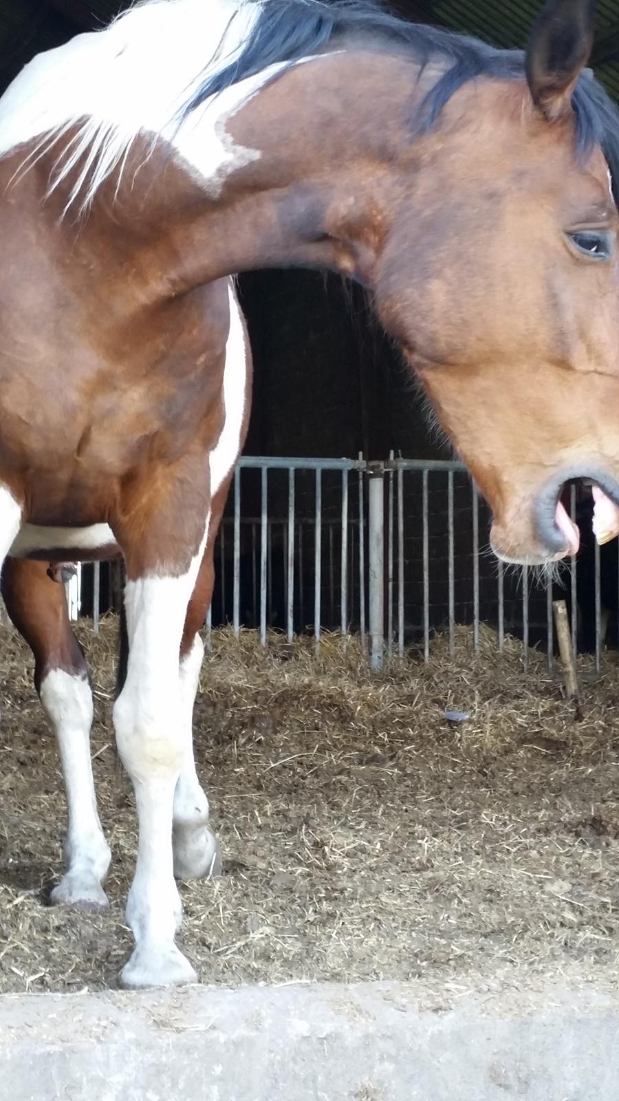 Pinto Jello af korup billede 7