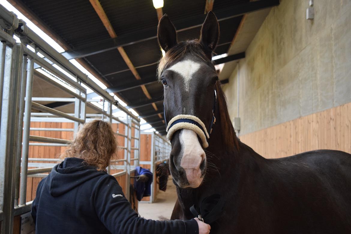 Oldenborg Tøsen billede 5