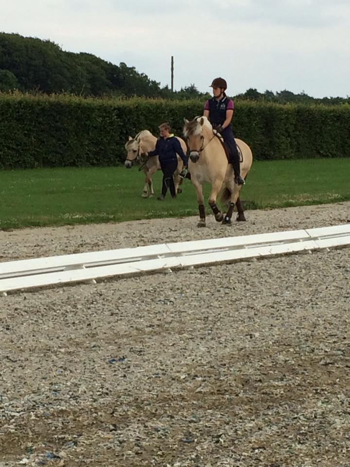 Fjordhest Caramel vårby billede 11