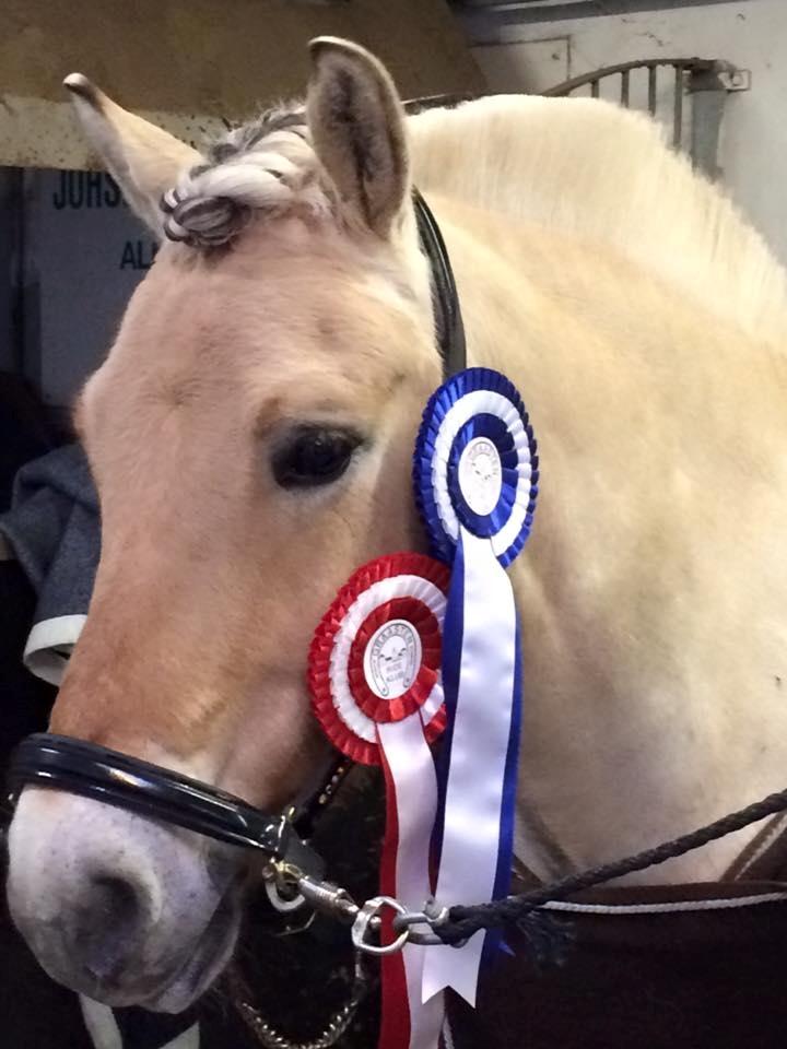 Fjordhest Caramel vårby billede 12