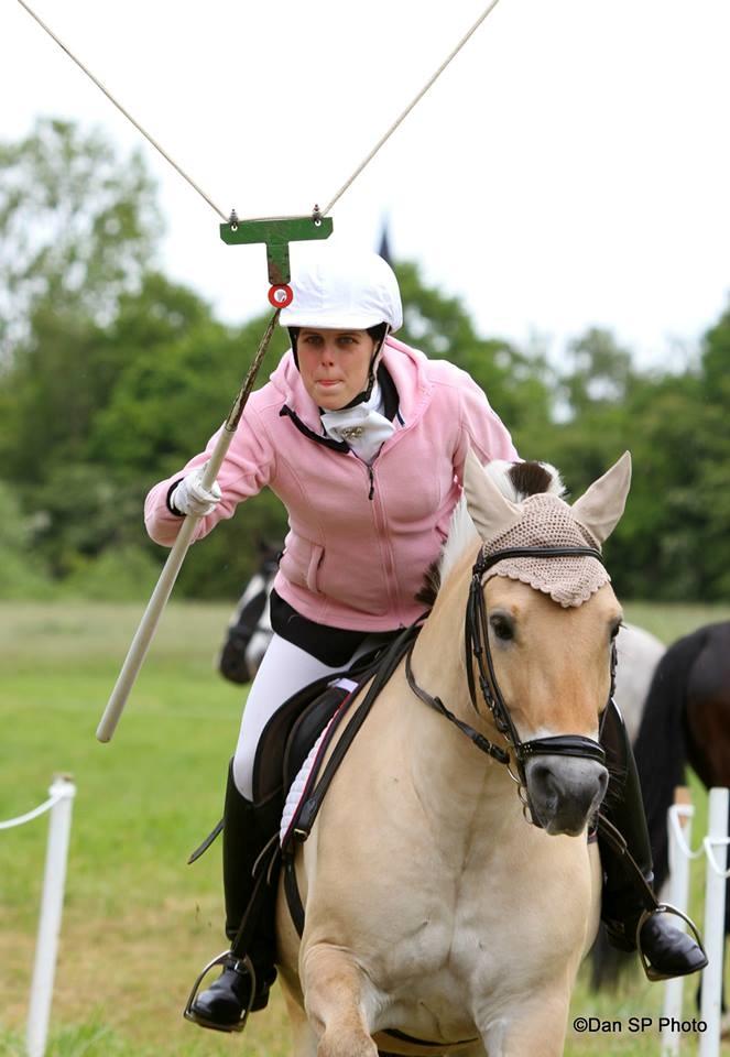 Fjordhest Caramel vårby billede 14