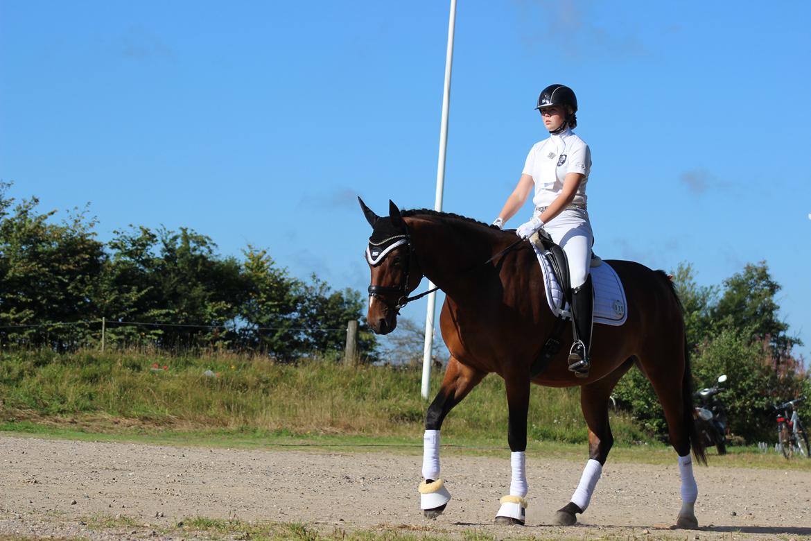 Dansk Varmblod Overgaards Victoria billede 12