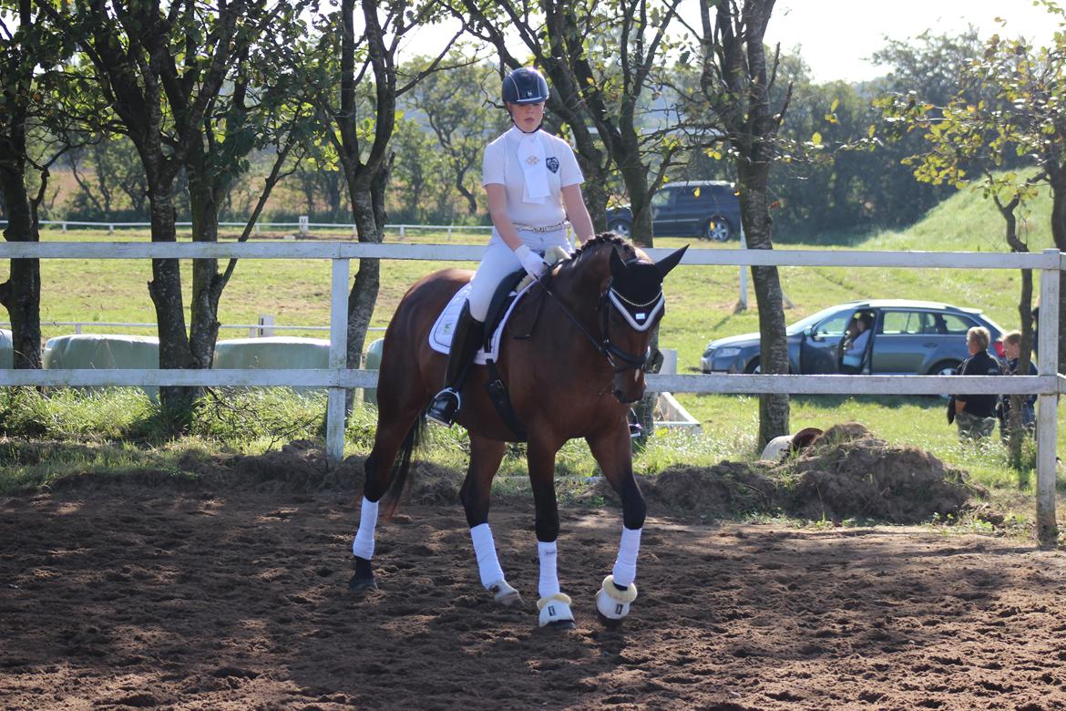 Dansk Varmblod Overgaards Victoria billede 13