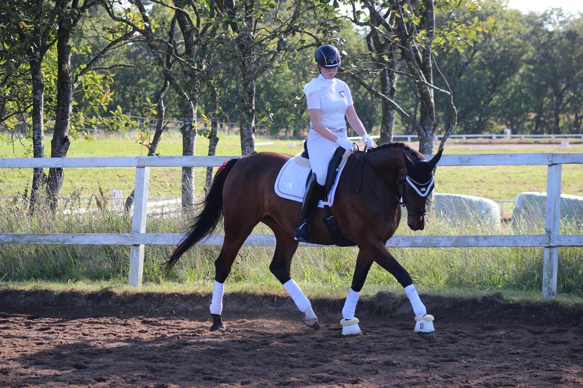 Dansk Varmblod Overgaards Victoria billede 4