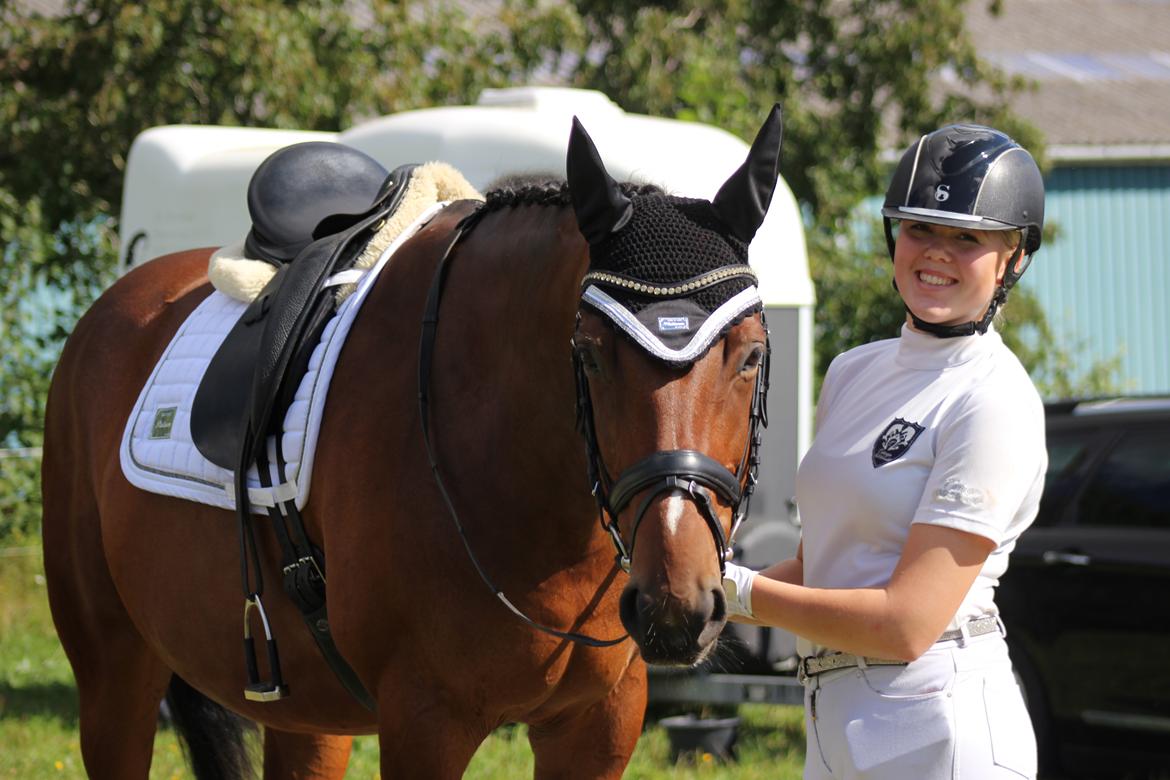 Dansk Varmblod Overgaards Victoria billede 1