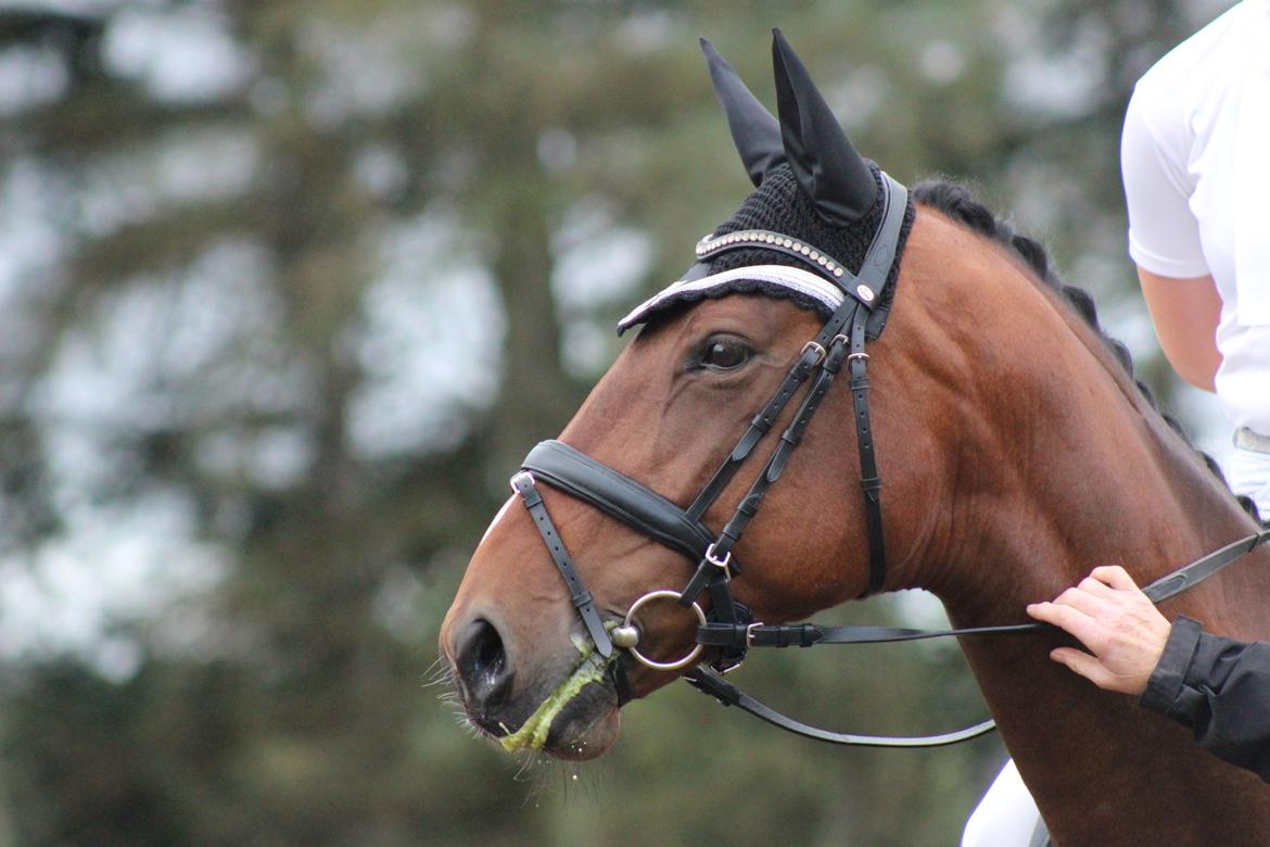 Dansk Varmblod Overgaards Victoria billede 9